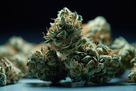 Cannabis Seeds California A Comprehensive Guide Cannabis Seeds California A Comprehensive Guide