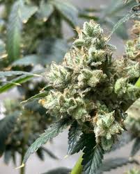 Cannabis Seeds California A Comprehensive Guide Cannabis Seeds California A Comprehensive Guide